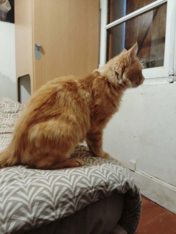 🩷 Bistouri, 9 mois : une petite boule d’amour rien que pour vous ! - Chat à adopter - photo 3