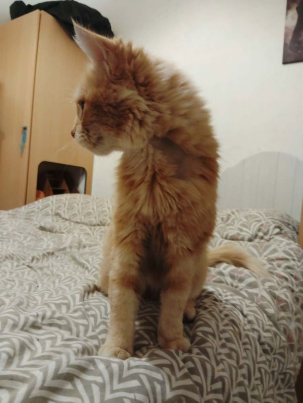 🩷 Bistouri, 9 mois : une petite boule d’amour rien que pour vous ! - Chat à adopter - photo 2
