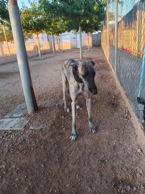 Fanny - Chien à adopter - photo 2