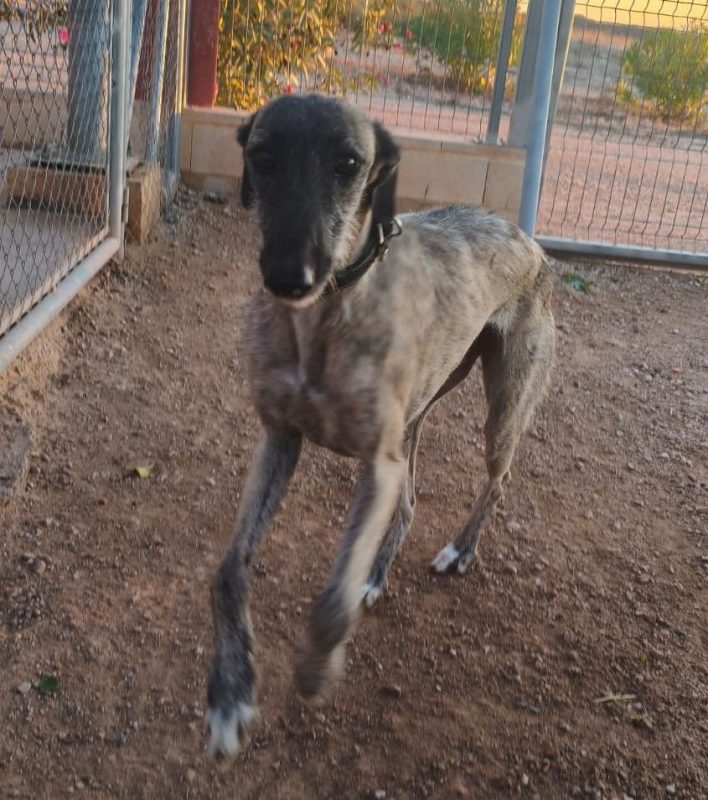 Fanny - Chien à adopter