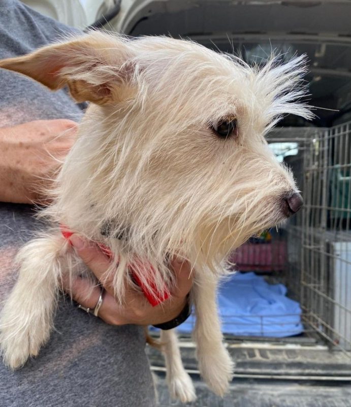 Valeria 2 - Chien à adopter