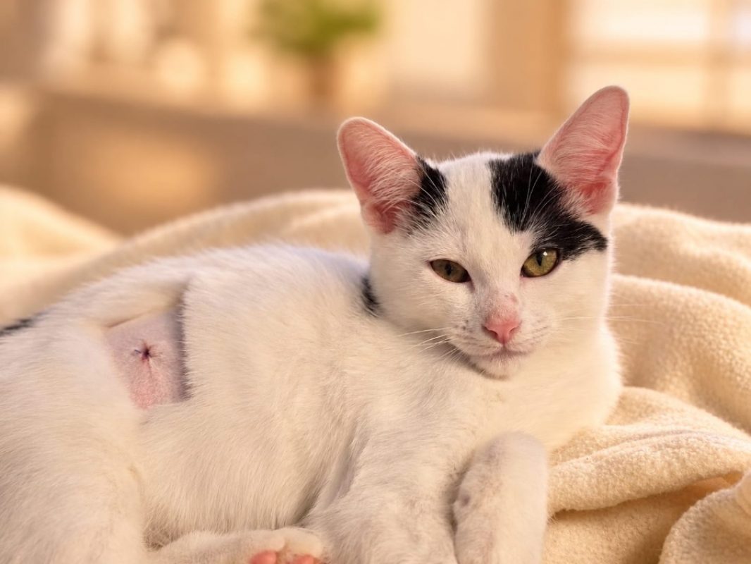 Kesha - Chat Européen à adopter