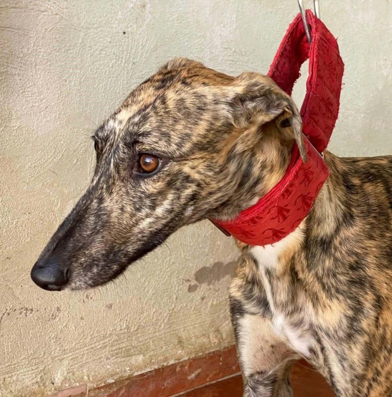 Mandarina - Chien Galgo à adopter