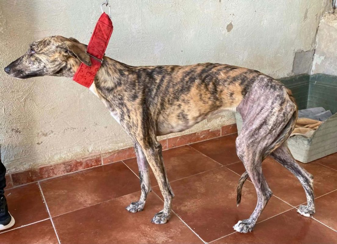Mandarina - Chien Galgo à adopter - photo 5