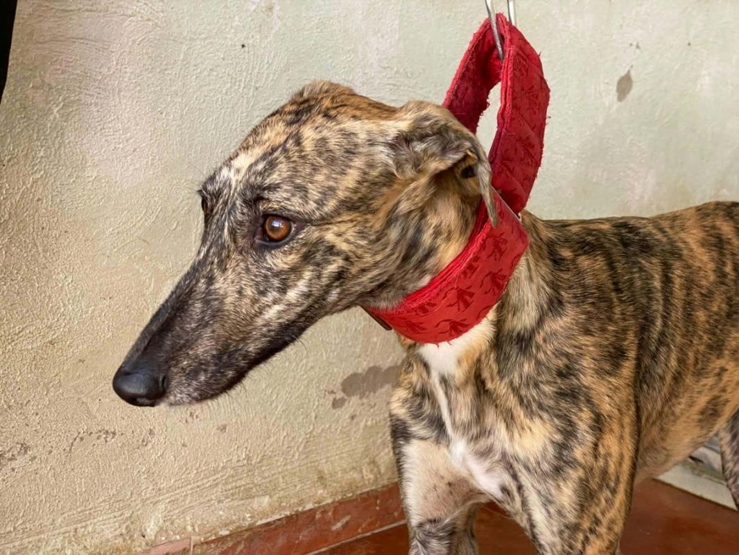 Mandarina - Chien Galgo à adopter - photo 4