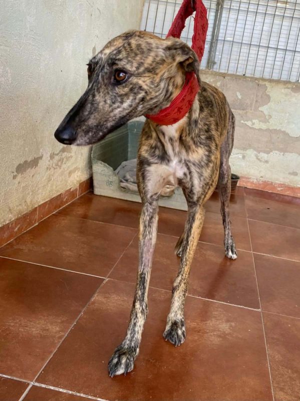 Mandarina - Chien Galgo à adopter - photo 6
