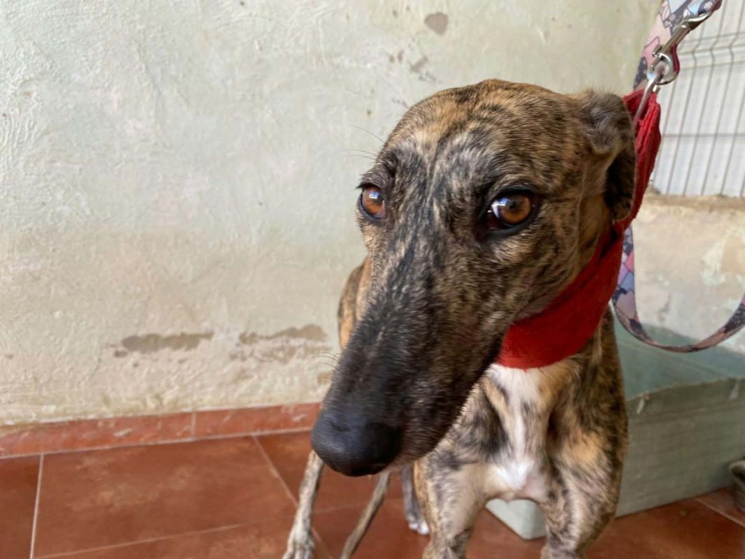 Mandarina - Chien Galgo à adopter - photo 8