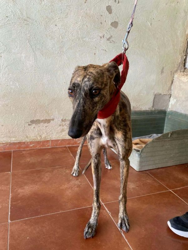 Mandarina - Chien Galgo à adopter - photo 11