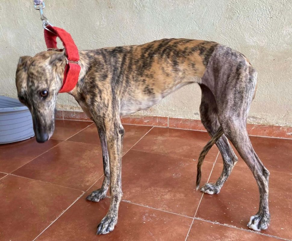 Mandarina - Chien Galgo à adopter - photo 9