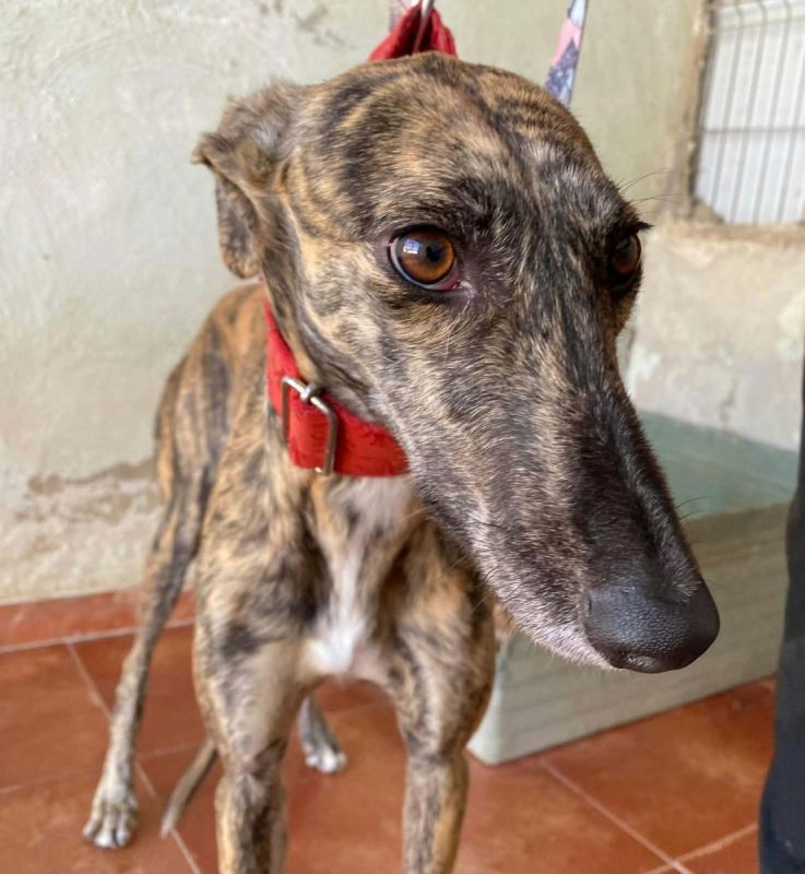 Mandarina - Chien Galgo à adopter - photo 7