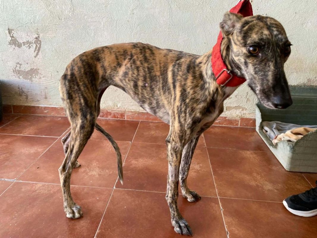 Mandarina - Chien Galgo à adopter - photo 10
