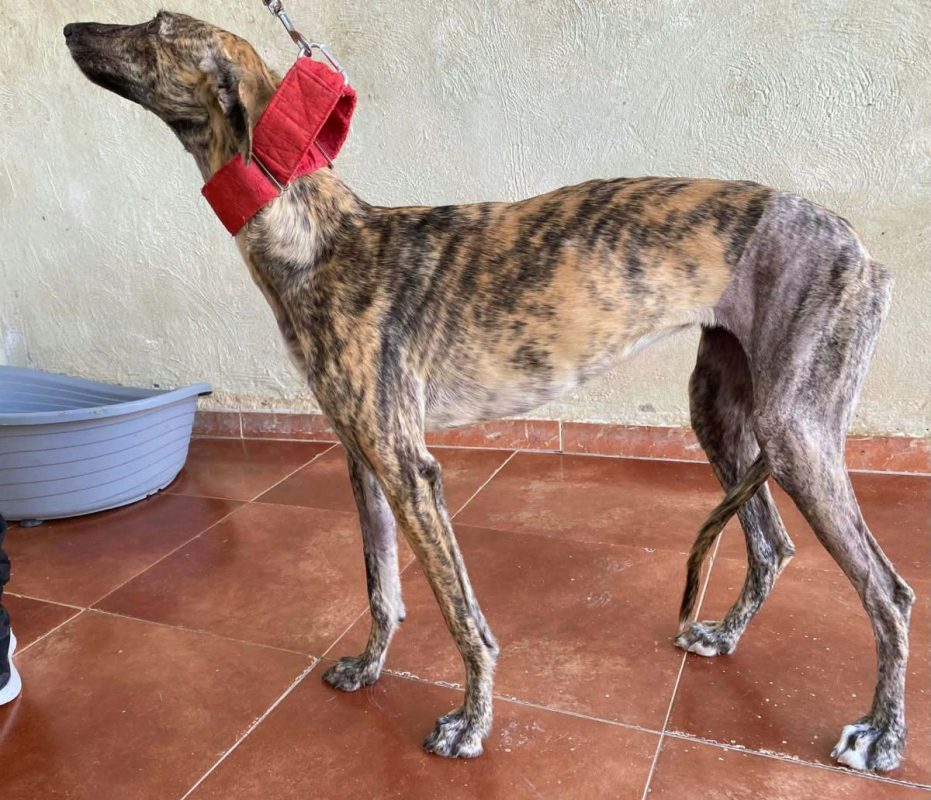 Mandarina - Chien Galgo à adopter - photo 2