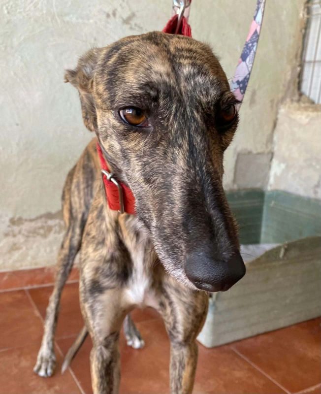 Mandarina - Chien Galgo à adopter - photo 12