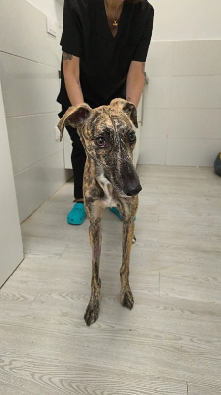 Mandarina - Chien Galgo à adopter - photo 3