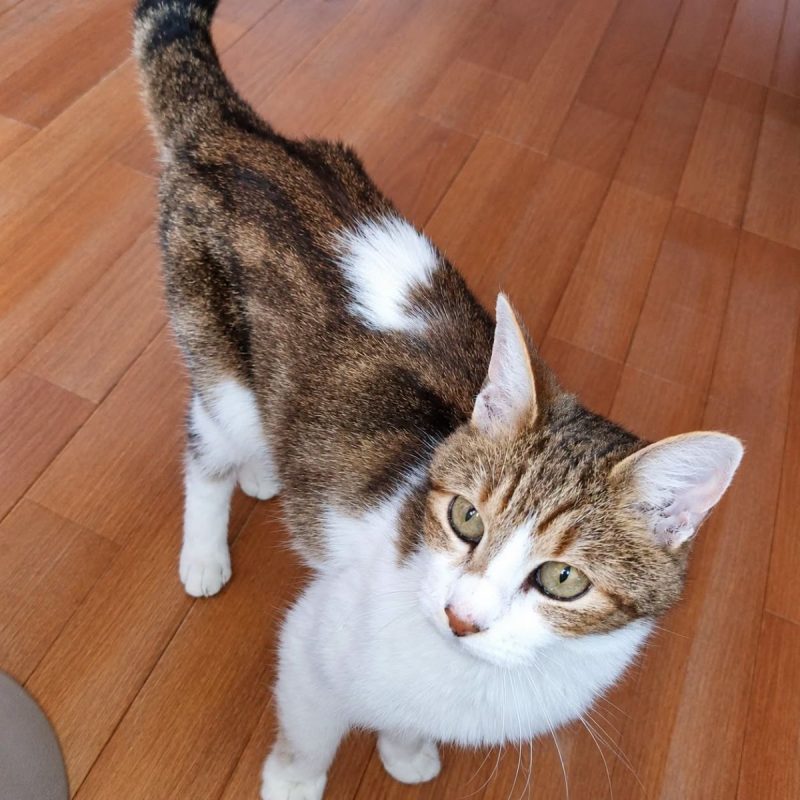Haziel - Chat Européen à adopter