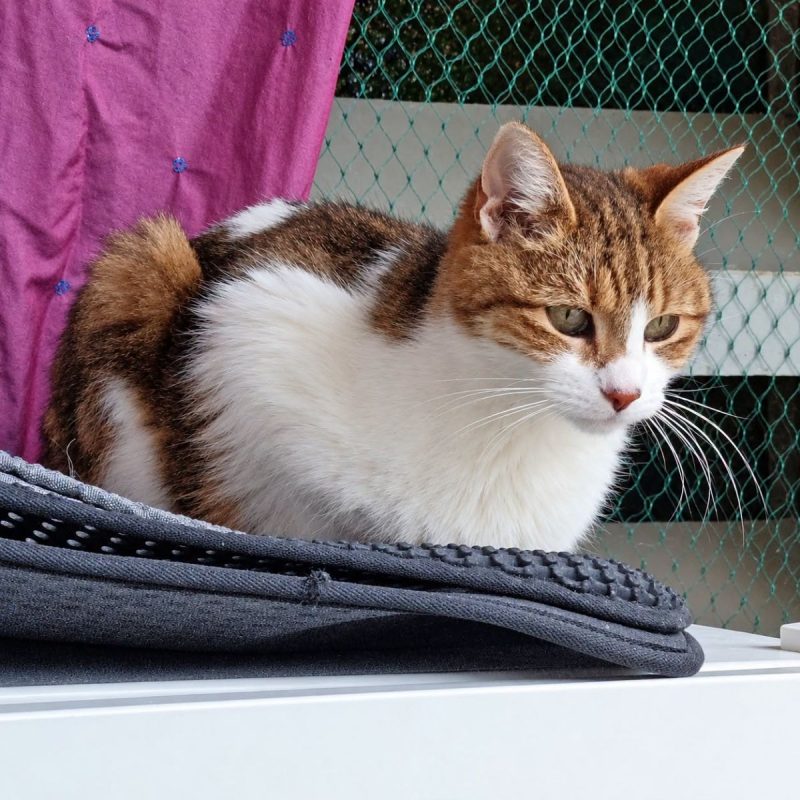 Haziel - Chat Européen à adopter - photo 2