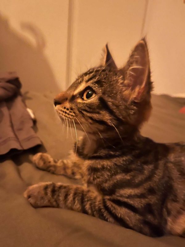 Zébulon - Chat à adopter - photo 3