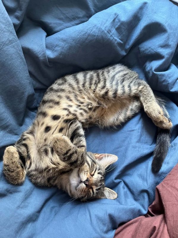 Zébulon - Chat à adopter - photo 2