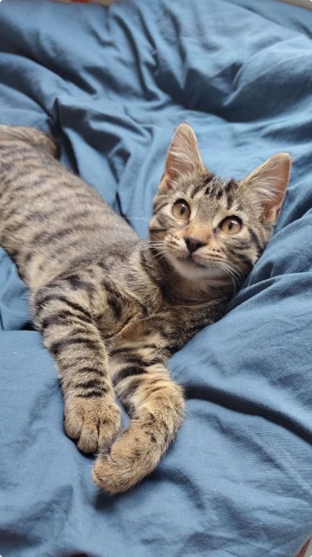 Zébulon - Chat à adopter