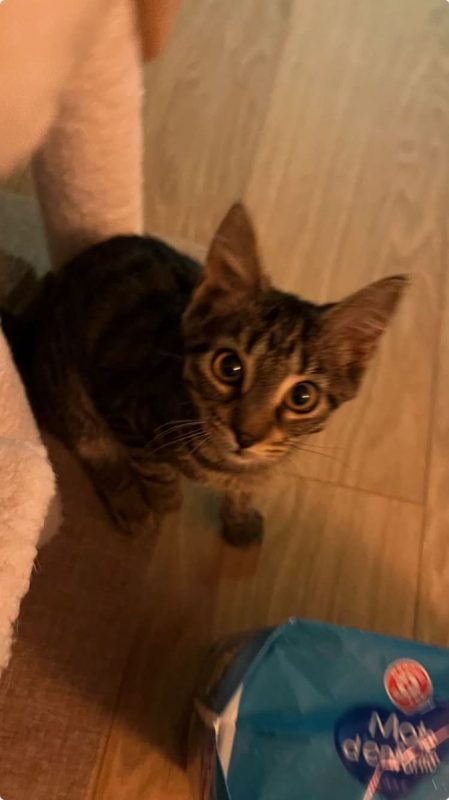 Zébulon - Chat à adopter - photo 4