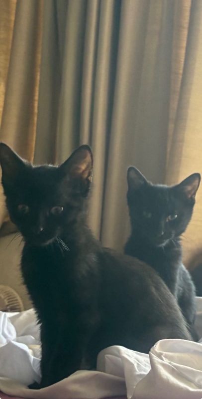 Tim & Jules - Chat Européen à adopter