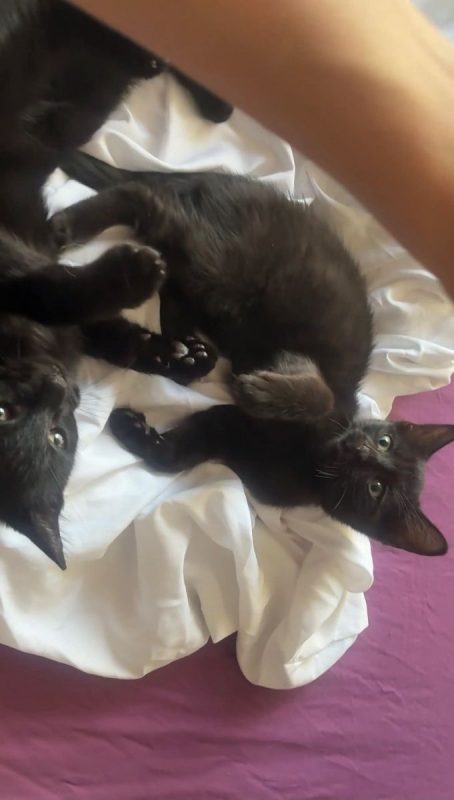 Tim & Jules - Chat Européen à adopter - photo 2