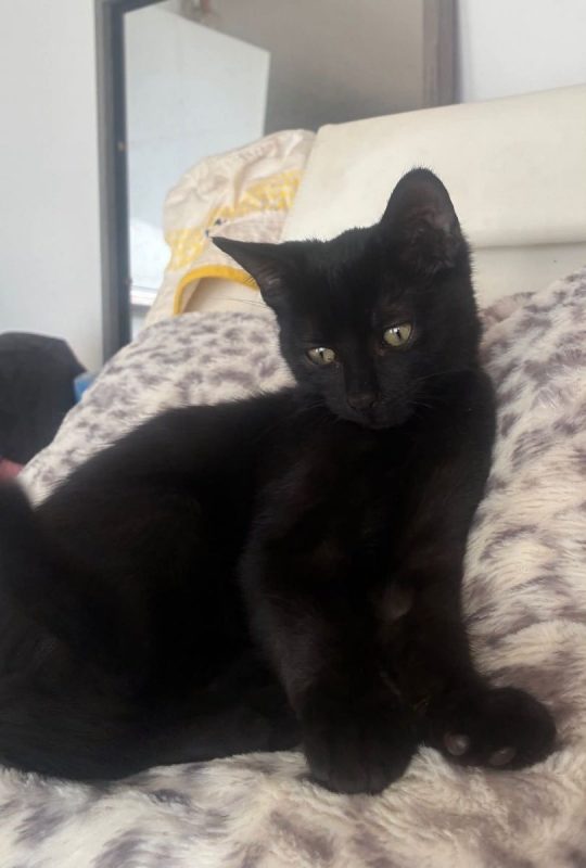 Tim & Jules - Chat Européen à adopter - photo 4