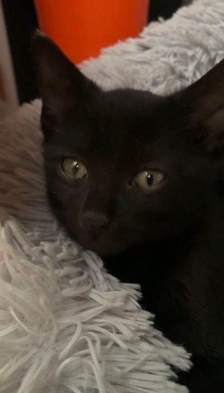 Tim & Jules - Chat Européen à adopter - photo 3