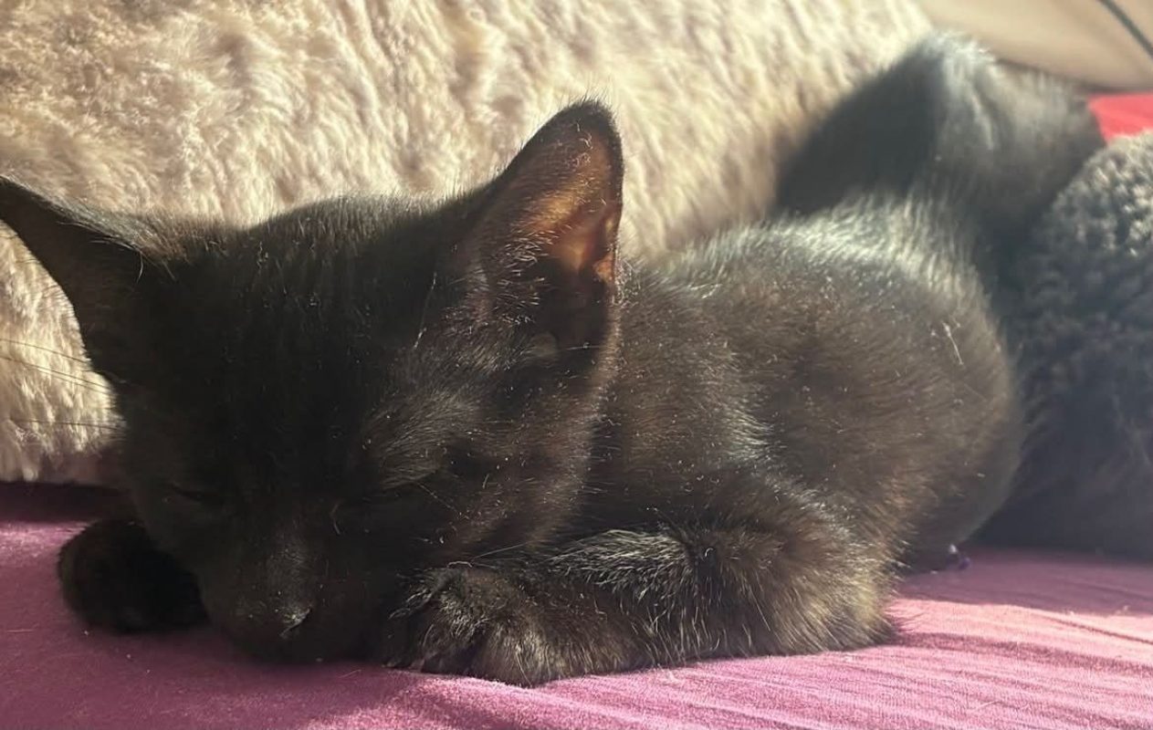Tim & Jules - Chat Européen à adopter - photo 6