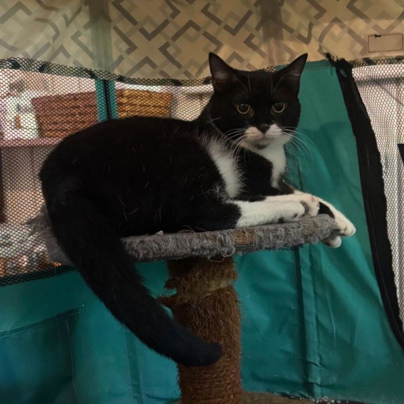 ADELE - Chat Européen à adopter - photo 4
