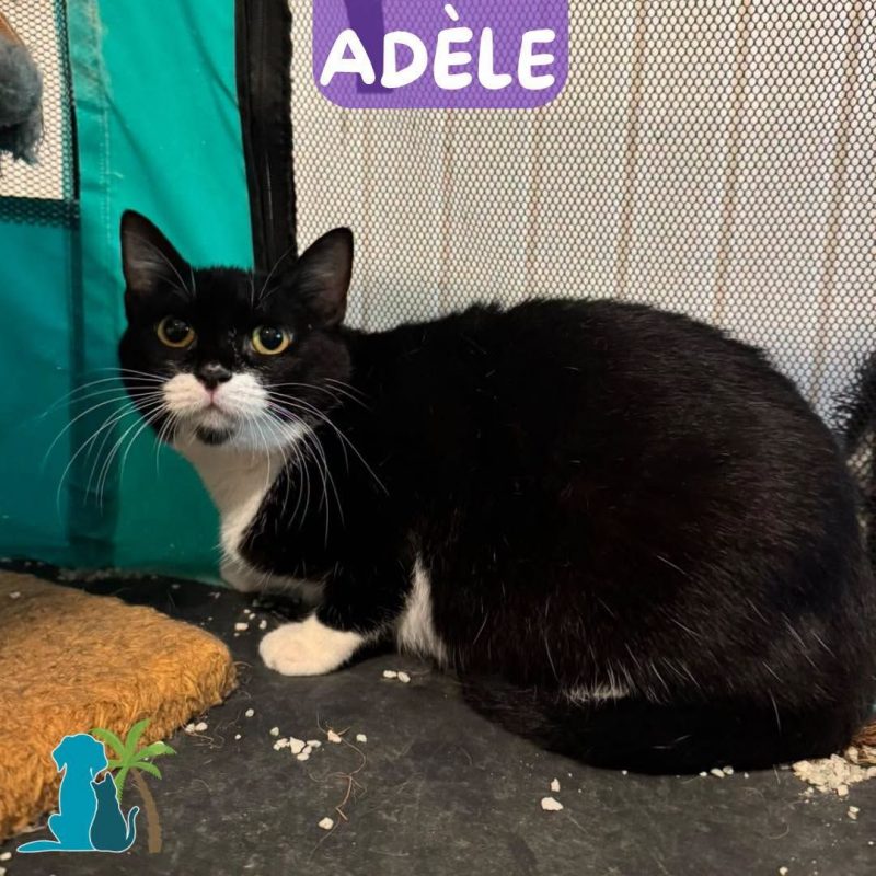 ADELE - Chat Européen à adopter