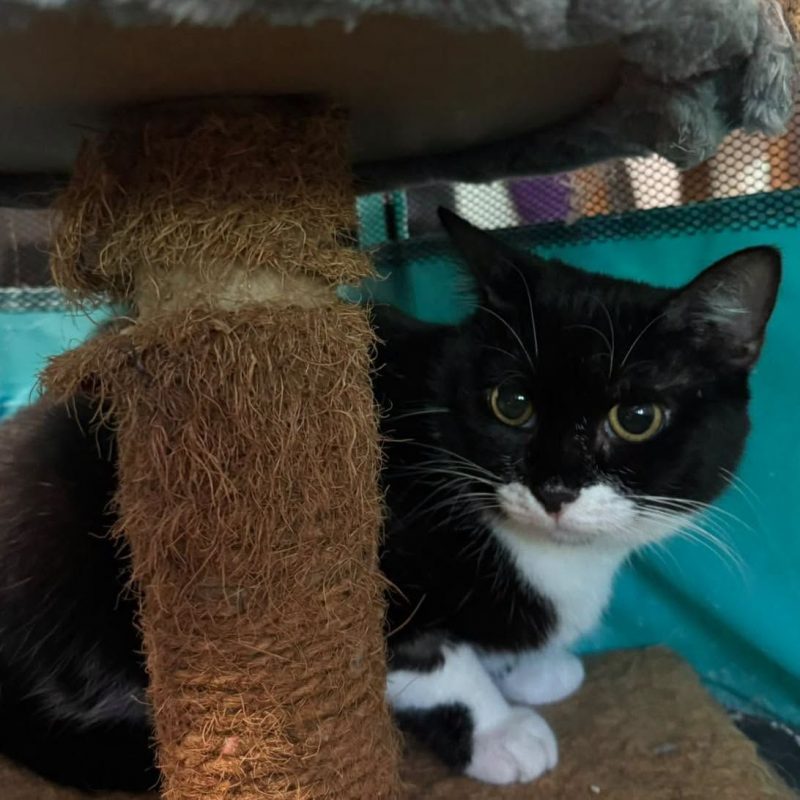 ADELE - Chat Européen à adopter - photo 2