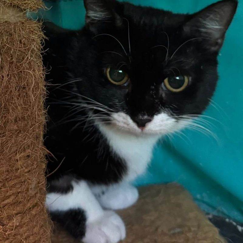 ADELE - Chat Européen à adopter - photo 3