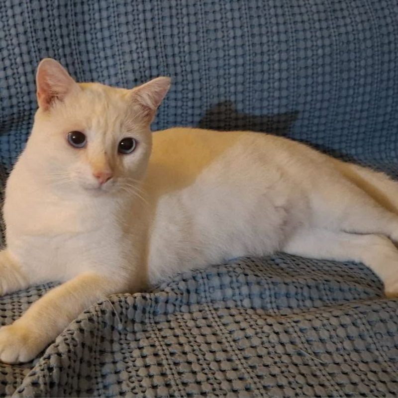 LOULOU - Chat Européen à adopter - photo 4