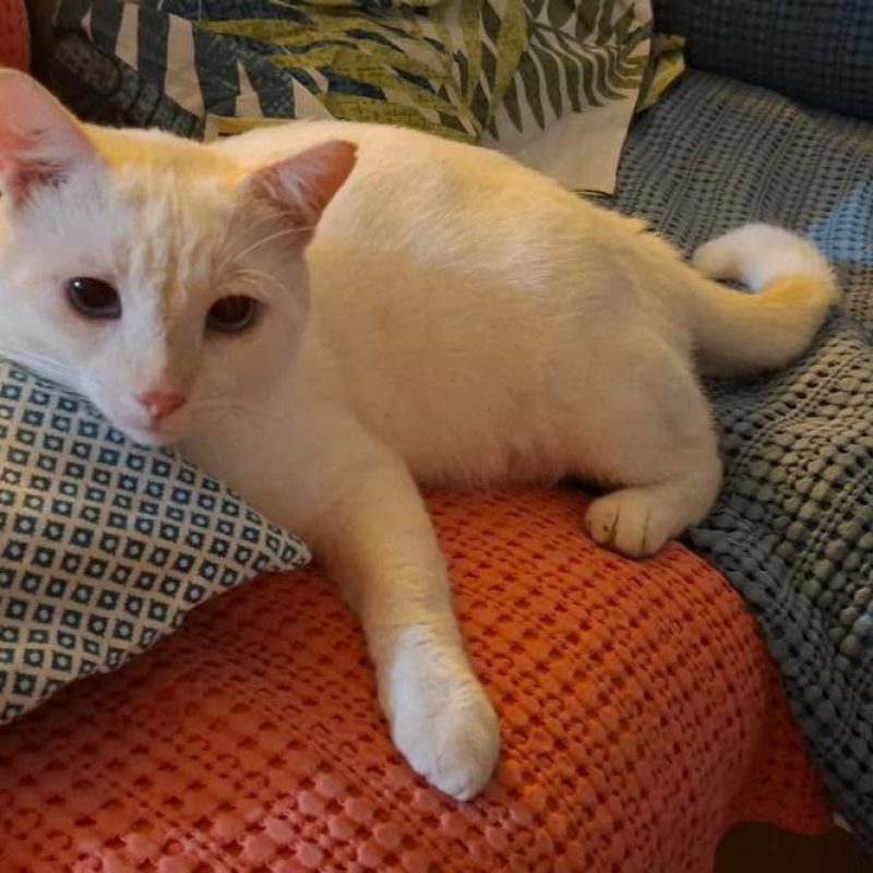 LOULOU - Chat Européen à adopter - photo 3