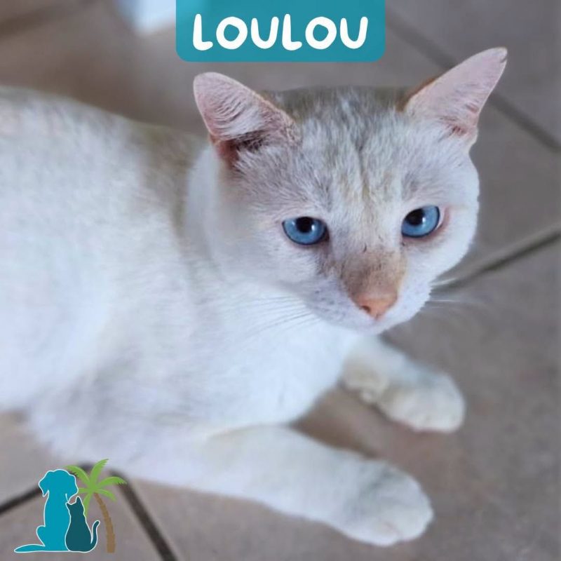 LOULOU - Chat Européen à adopter