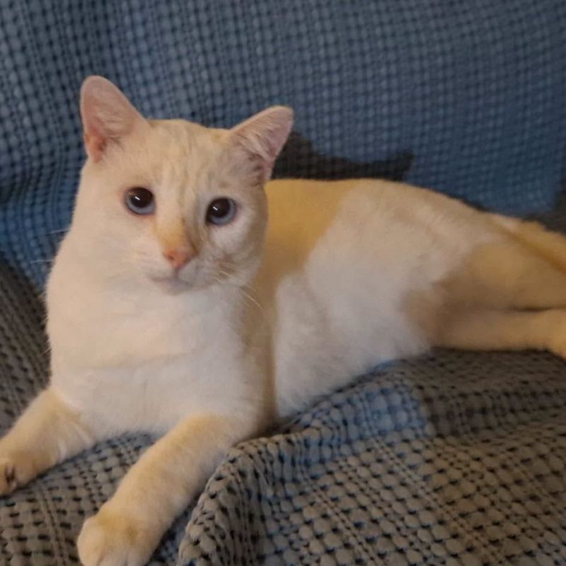 LOULOU - Chat Européen à adopter - photo 2