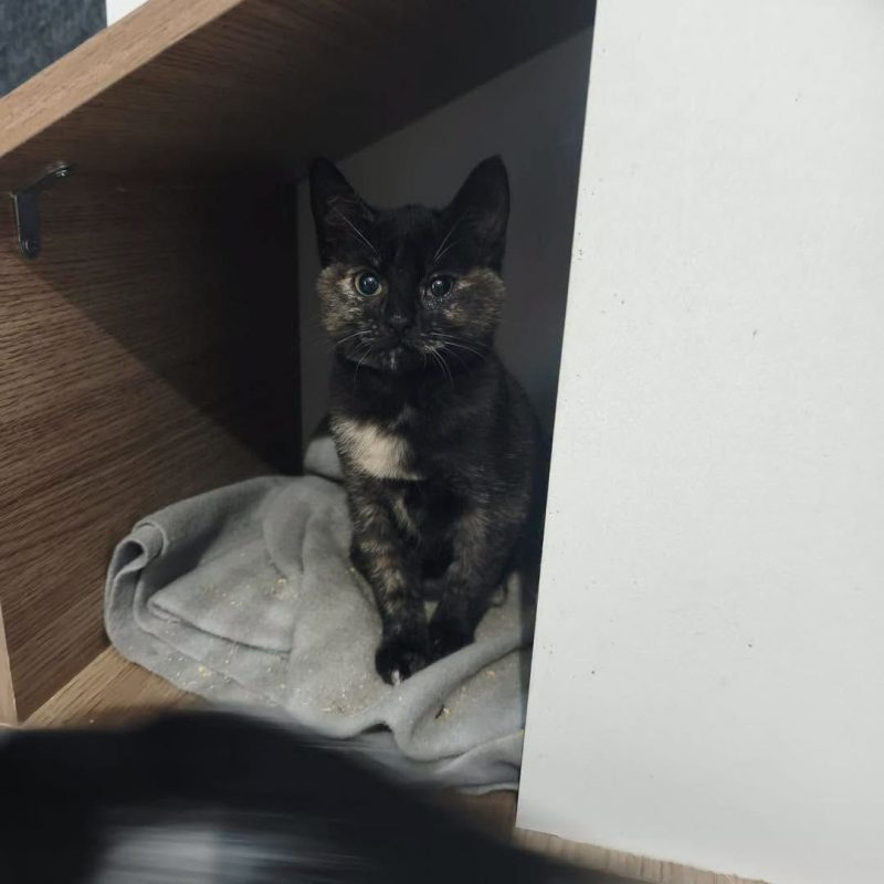 ECLIPSE - Chat Européen à adopter - photo 2