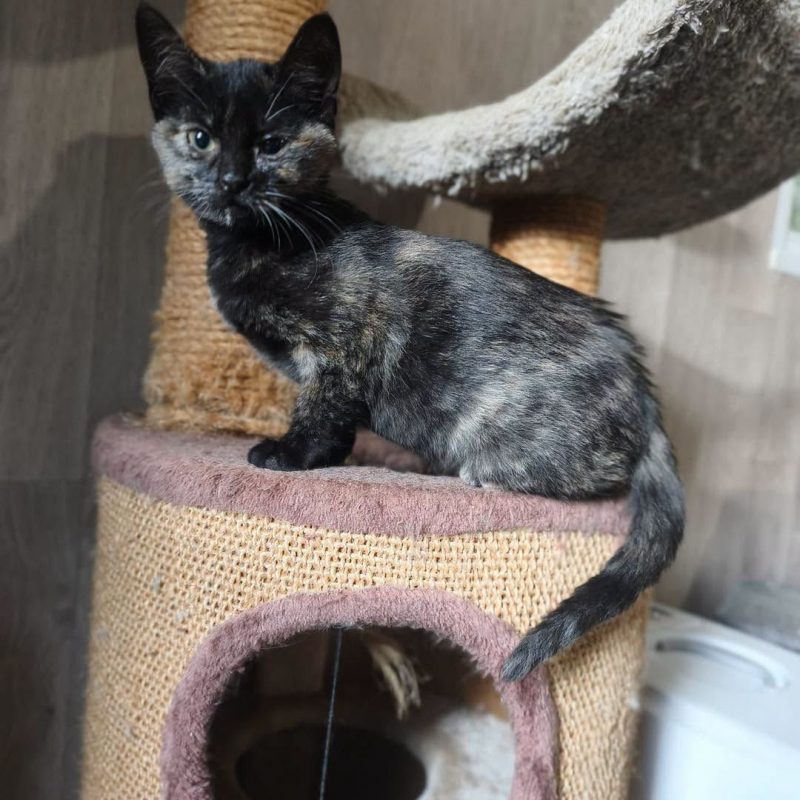 ECLIPSE - Chat Européen à adopter - photo 4