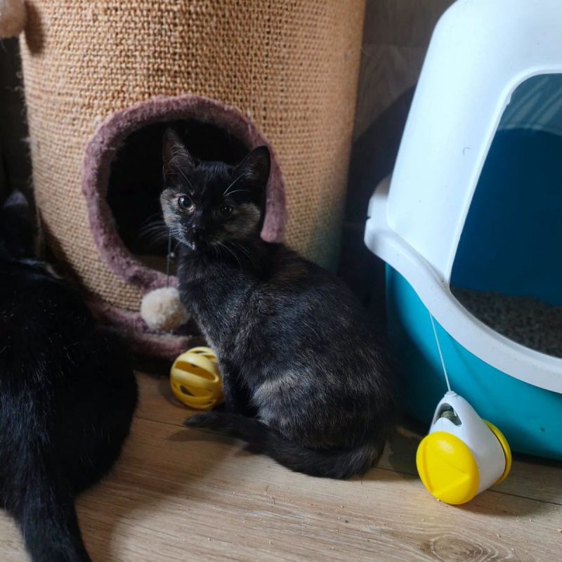 ECLIPSE - Chat Européen à adopter - photo 3
