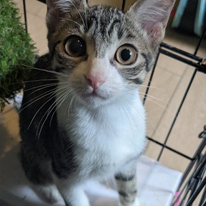 FALBALA - Chat Européen à adopter - photo 2