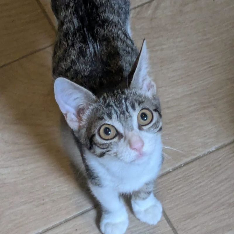 FALBALA - Chat Européen à adopter - photo 5