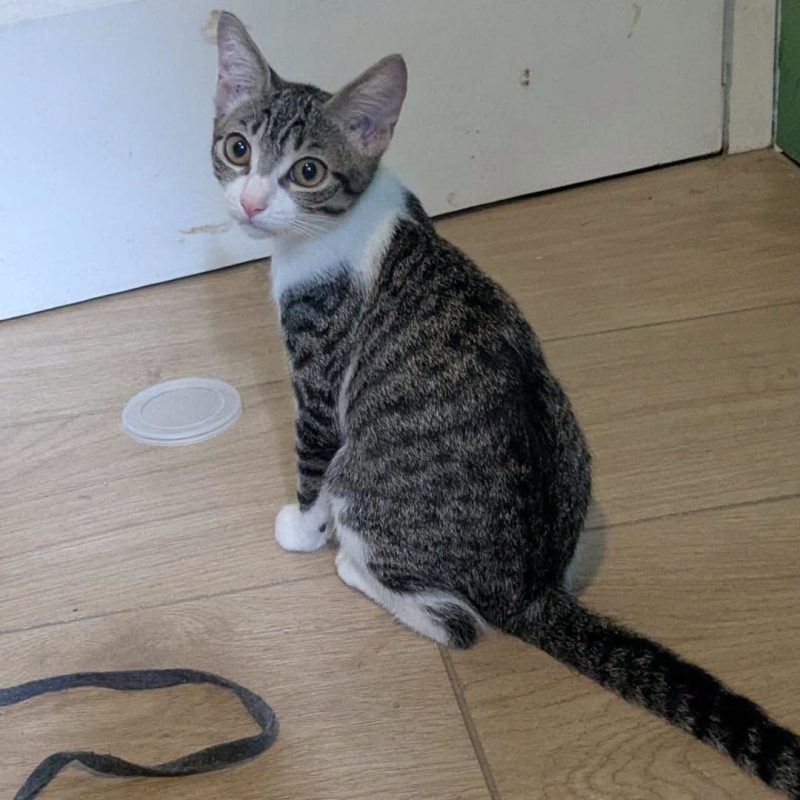 FALBALA - Chat Européen à adopter - photo 4