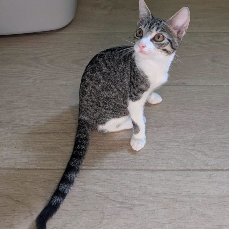 FALBALA - Chat Européen à adopter - photo 3