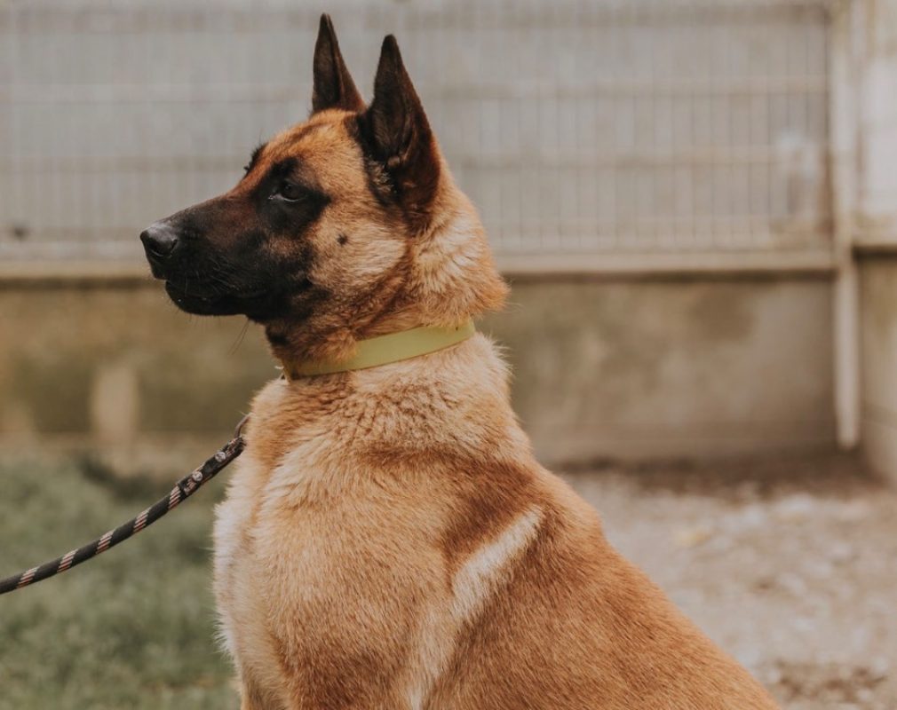 Muzo - Chien Berger Belge Malinois à adopter
