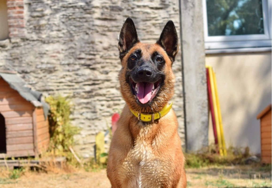Muzo - Chien Berger Belge Malinois à adopter - photo 2