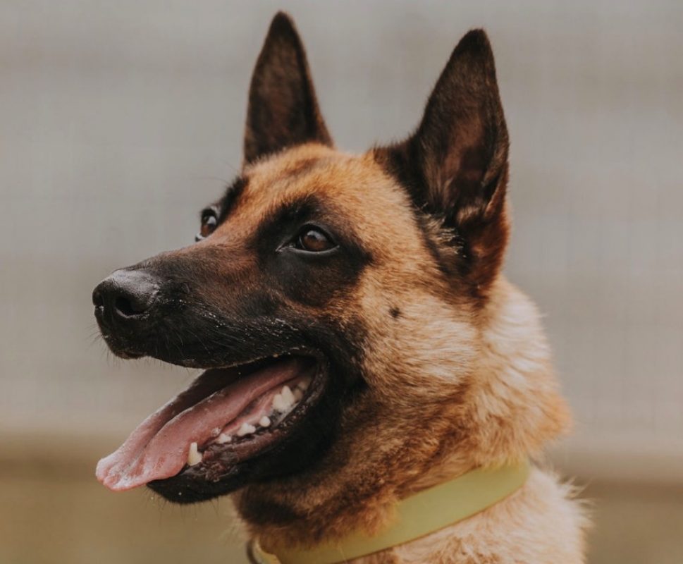 Muzo - Chien Berger Belge Malinois à adopter - photo 3