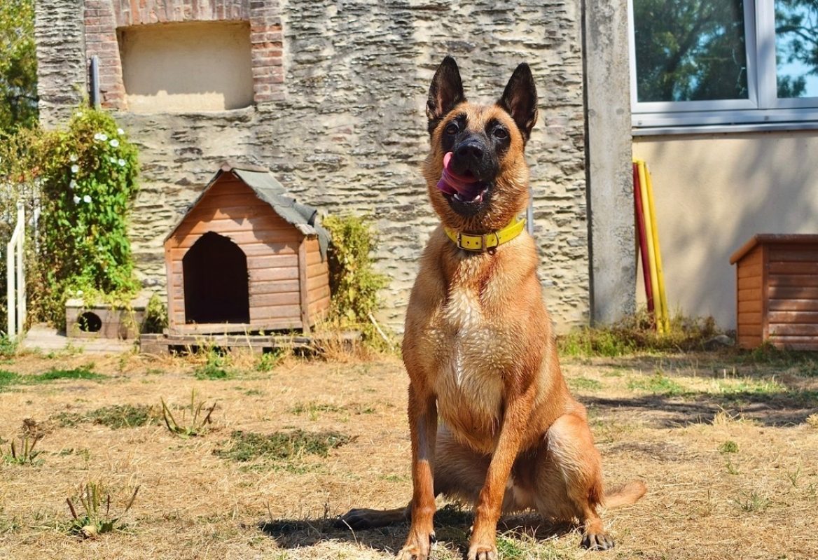 Muzo - Chien Berger Belge Malinois à adopter - photo 4