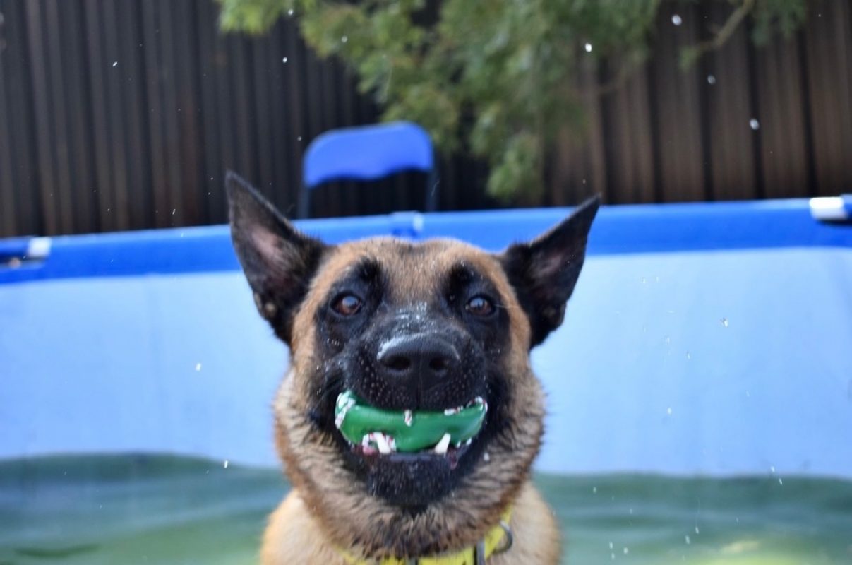 Muzo - Chien Berger Belge Malinois à adopter - photo 5