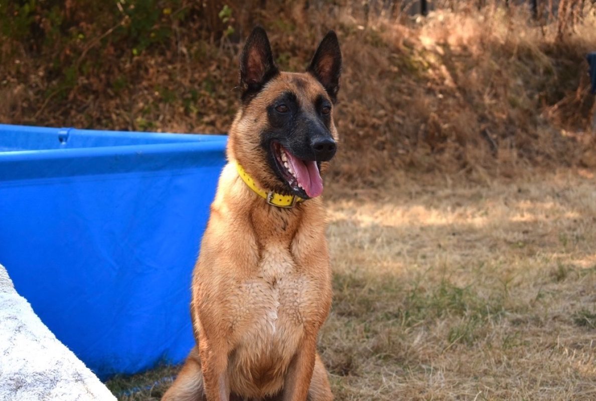 Muzo - Chien Berger Belge Malinois à adopter - photo 6